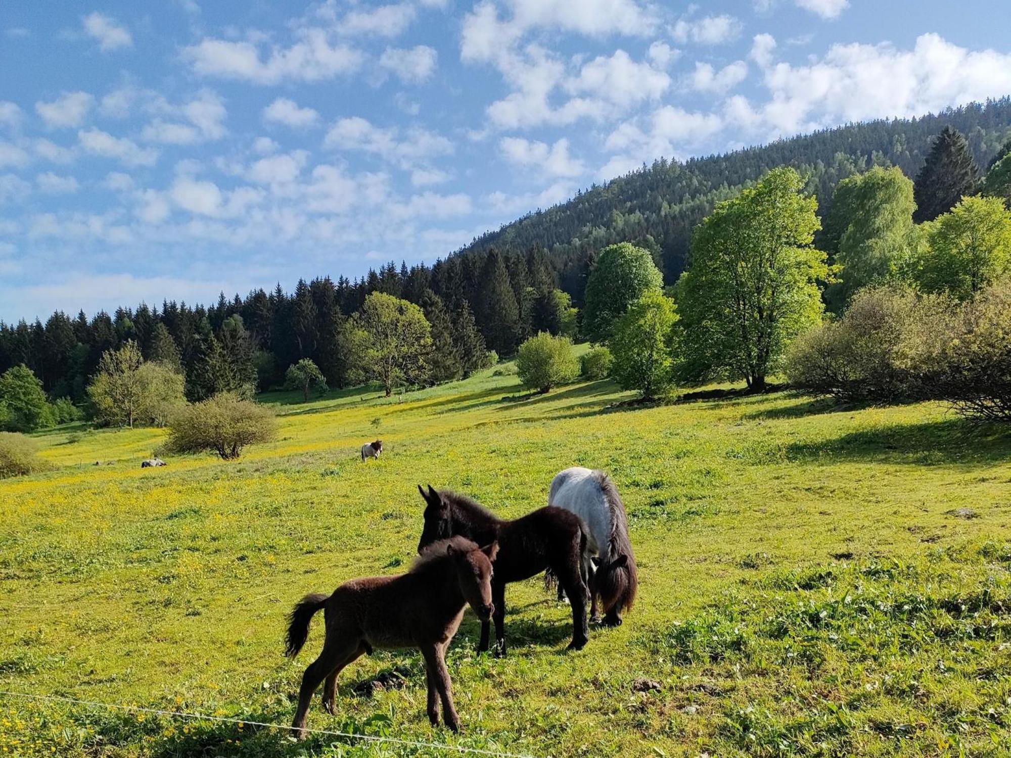 Vacation Home Am Hermannsberg, Oberschoenau Oberschonau Kültér fotó